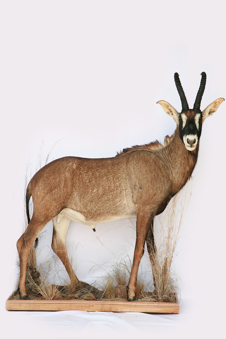 Full Mount